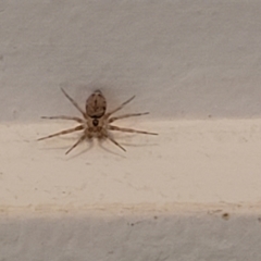 Oecobius sp. (genus) (A midget or wall spider) at Nambucca Heads, NSW - 5 Jul 2023 by trevorpreston