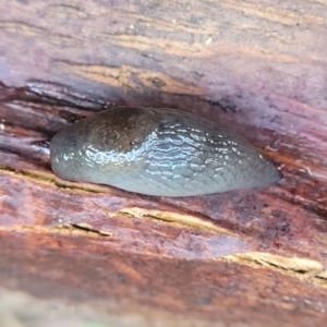 Deroceras sp. (genus) at Nambucca Heads, NSW - 5 Jul 2023 09:38 AM