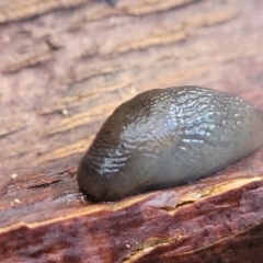 Deroceras sp. (genus) at Nambucca Heads, NSW - 5 Jul 2023 09:38 AM