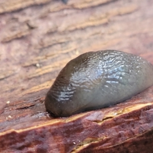 Deroceras sp. (genus) at Nambucca Heads, NSW - 5 Jul 2023