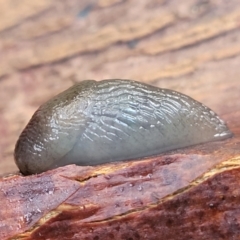 Deroceras sp. (genus) at Nambucca Heads, NSW - 5 Jul 2023