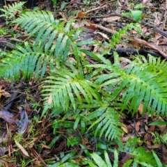 Blechnum cartilagineum (Gristle Fern) at Bongil Bongil National Park - 4 Jul 2023 by trevorpreston