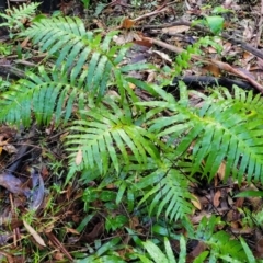 Blechnum cartilagineum (Gristle Fern) at Bundagen, NSW - 4 Jul 2023 by trevorpreston