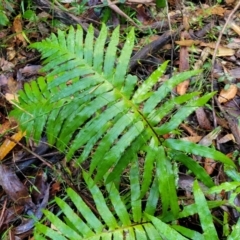 Blechnum cartilagineum at Bundagen, NSW - 4 Jul 2023