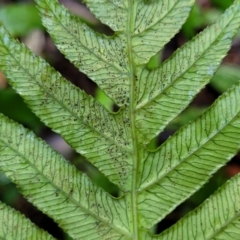 Blechnum cartilagineum at Bundagen, NSW - suppressed