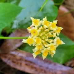 Lantana camara (Lantana) at Bundagen, NSW - 4 Jul 2023 by trevorpreston