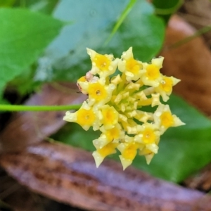 Lantana camara at Bundagen, NSW - 4 Jul 2023