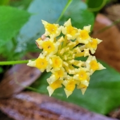 Lantana camara at Bundagen, NSW - 4 Jul 2023 02:48 PM