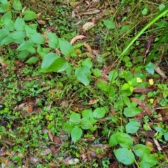 Lantana camara at Bundagen, NSW - 4 Jul 2023 02:48 PM