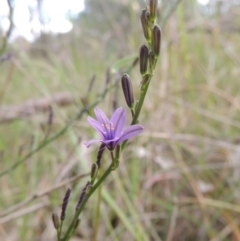 Caesia calliantha (Blue Grass-lily) at Bowning, NSW - 11 Dec 2022 by michaelb