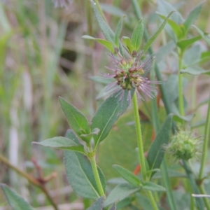 Opercularia hispida at Bowning, NSW - 11 Dec 2022