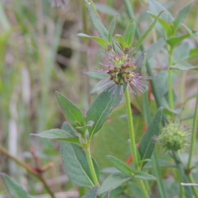 Opercularia hispida (Hairy Stinkweed) at Bowning, NSW - 11 Dec 2022 by michaelb