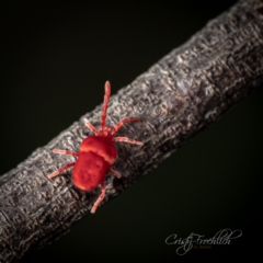 Trombidiidae (family) (Red velvet mite) at Fyshwick, ACT - 12 Jun 2023 by Cristy1676