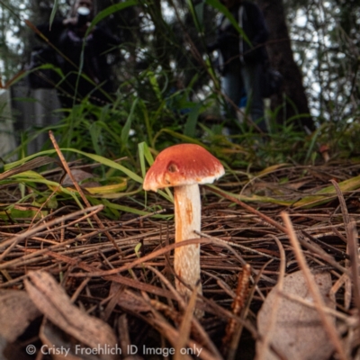 zz agaric (stem; gill colour unknown) at Parkes, ACT - 18 Jun 2023 by Cristy1676