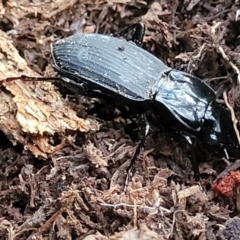 Unverified Carab beetle (Carabidae) at Bundagen, NSW - 4 Jul 2023 by trevorpreston