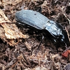 Unidentified Carab beetle (Carabidae) at Bundagen, NSW - 4 Jul 2023 by trevorpreston
