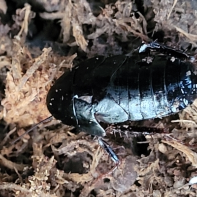 Platyzosteria melanaria (Common Eastern Litter Runner) at Bongil Bongil National Park - 4 Jul 2023 by trevorpreston