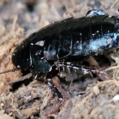 Platyzosteria melanaria at Bundagen, NSW - 4 Jul 2023