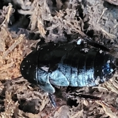 Platyzosteria melanaria at Bundagen, NSW - 4 Jul 2023