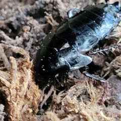 Platyzosteria melanaria at Bundagen, NSW - 4 Jul 2023