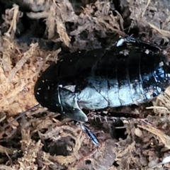 Platyzosteria melanaria at Bundagen, NSW - 4 Jul 2023