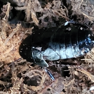 Platyzosteria melanaria at Bundagen, NSW - 4 Jul 2023 02:45 PM