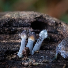 Mycena sp. (Mycena) at Holt, ACT - 28 May 2023 by Cristy1676