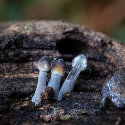 Mycena sp. (genus) (Mycena) at Holt, ACT - 28 May 2023 by Cristy1676