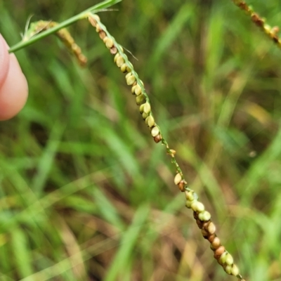 Paspalum mandiocanum (Broad-leaved Paspalum) at Nambucca Heads, NSW - 4 Jul 2023 by trevorpreston