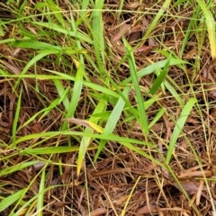 Paspalum mandiocanum at Nambucca Heads, NSW - 4 Jul 2023