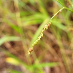 Paspalum mandiocanum at Nambucca Heads, NSW - 4 Jul 2023