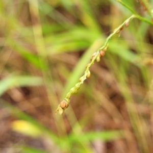 Paspalum mandiocanum at Nambucca Heads, NSW - 4 Jul 2023 12:50 PM