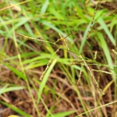 Paspalum mandiocanum at Nambucca Heads, NSW - 4 Jul 2023