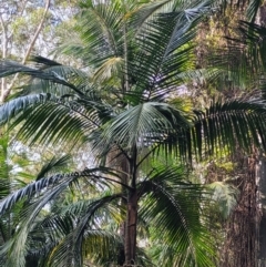 Archontophoenix cunninghamiana (Piccabeen, Bangalow Palm) at Bongil Bongil National Park - 4 Jul 2023 by trevorpreston