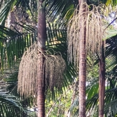 Archontophoenix cunninghamiana at Bonville, NSW - suppressed