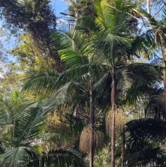 Archontophoenix cunninghamiana at Bonville, NSW - suppressed