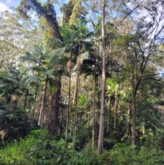 Archontophoenix cunninghamiana at Bonville, NSW - suppressed