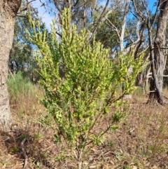 Styphelia triflora (Five-corners) at Fadden, ACT - 5 Jul 2023 by LPadg