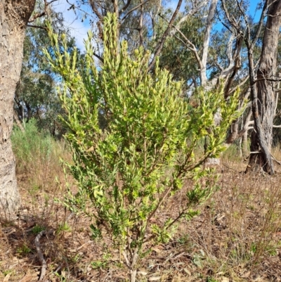 Styphelia triflora (Five-corners) at Fadden, ACT - 5 Jul 2023 by LPadg