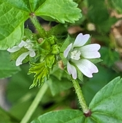 Malva neglecta (Dwarf Mallow) at Coffs Harbour, NSW - 5 Jul 2023 by trevorpreston