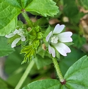 Malva neglecta (Dwarf Mallow) at Coffs Harbour, NSW by trevorpreston