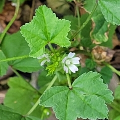 Malva neglecta at Coffs Harbour, NSW - 5 Jul 2023 11:20 AM