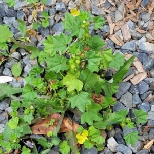 Malva neglecta at Coffs Harbour, NSW - 5 Jul 2023 11:20 AM