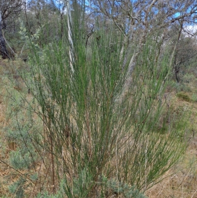 Cytisus scoparius subsp. scoparius (Scotch Broom, Broom, English Broom) at Wanniassa Hill - 5 Jul 2023 by LPadg