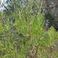 Acacia longifolia subsp. longifolia (sallow or Sydney golden wattle) at Fadden, ACT - 5 Jul 2023 by LPadg