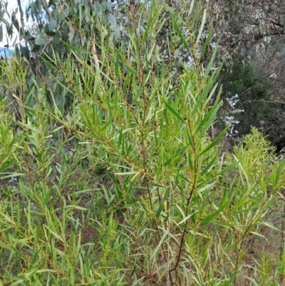 Acacia longifolia subsp. longifolia (Sydney Golden Wattle) at Wanniassa Hill - 5 Jul 2023 by LPadg