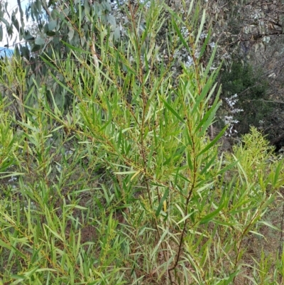 Acacia longifolia subsp. longifolia (sallow or Sydney golden wattle) at Fadden, ACT - 5 Jul 2023 by LPadg
