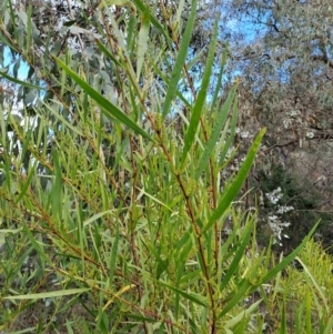 Acacia longifolia subsp. longifolia at Fadden, ACT - 5 Jul 2023