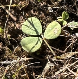 Glycine tabacina at Harrison, ACT - 5 Jul 2023 11:35 AM