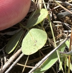 Glycine tabacina at Harrison, ACT - 5 Jul 2023 11:35 AM